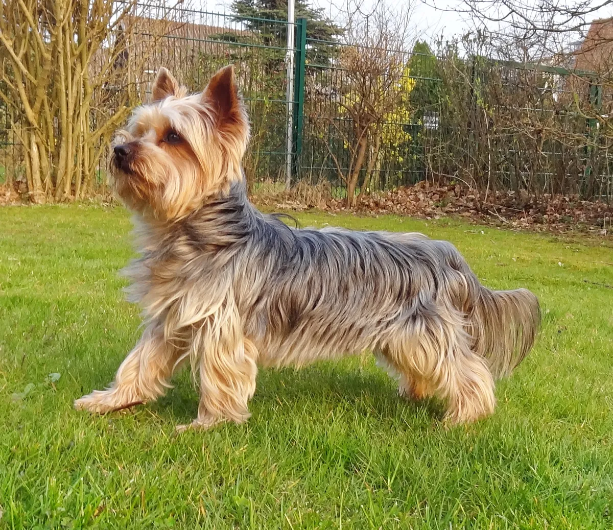 Photo, yorkshire terrier