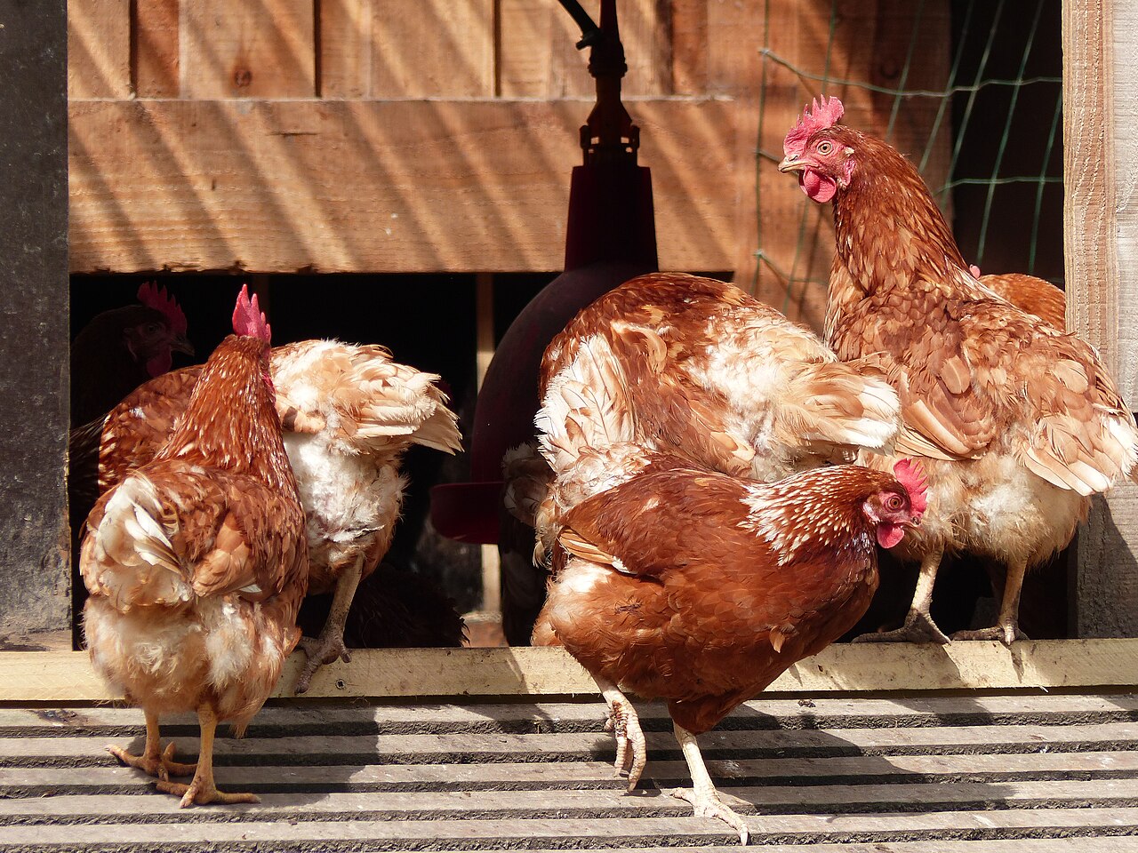 Photo, poule pondeuse