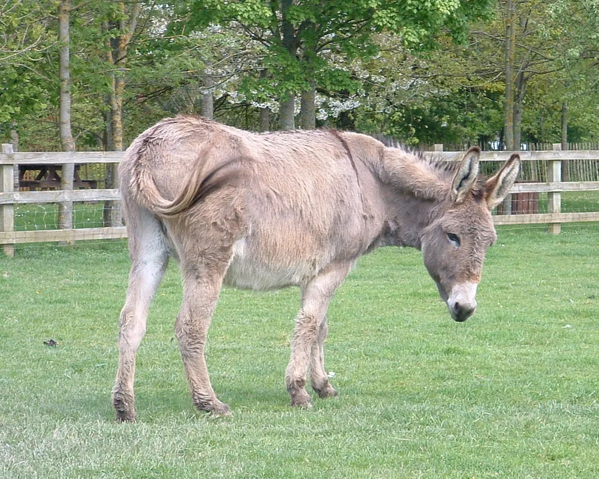 Photo, âne du cotentin