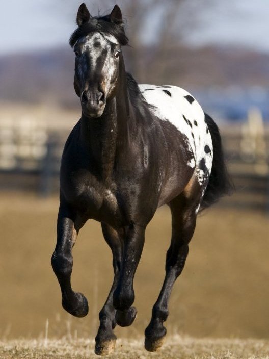 Photo, appaloosa