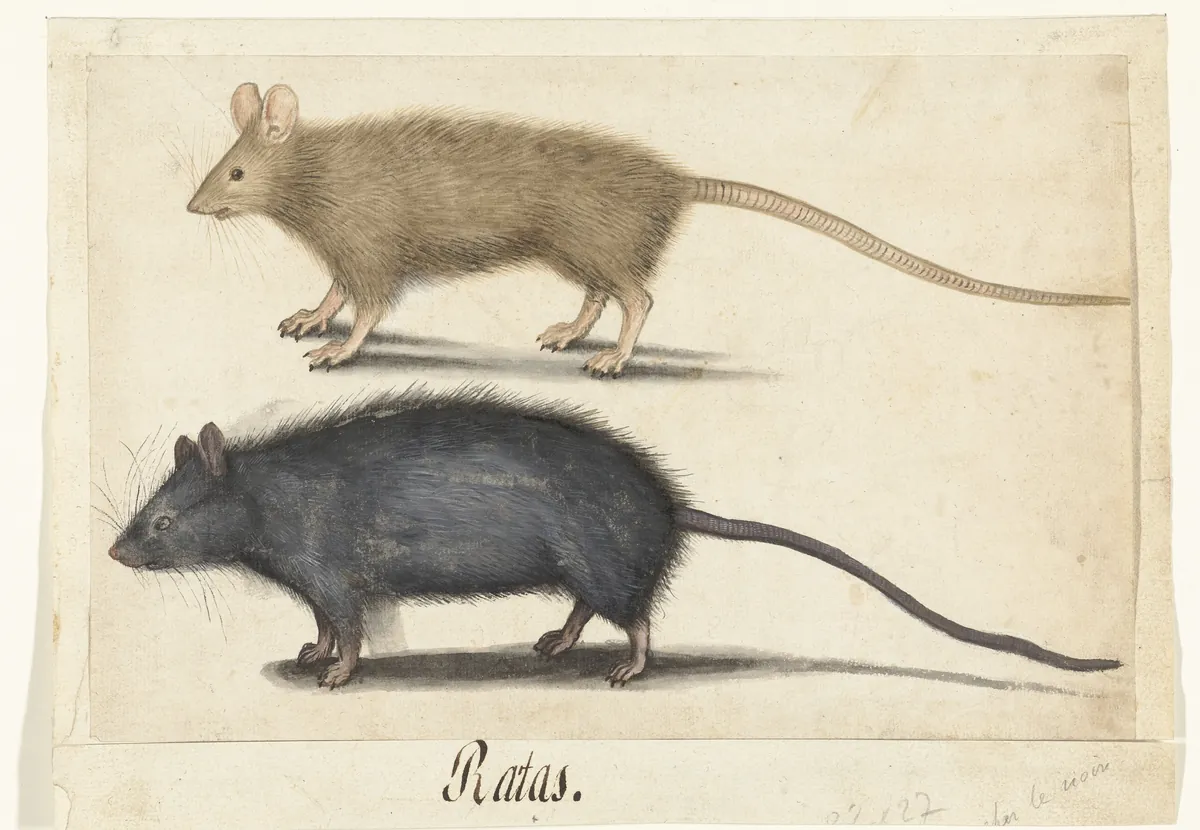 Photo, rat
