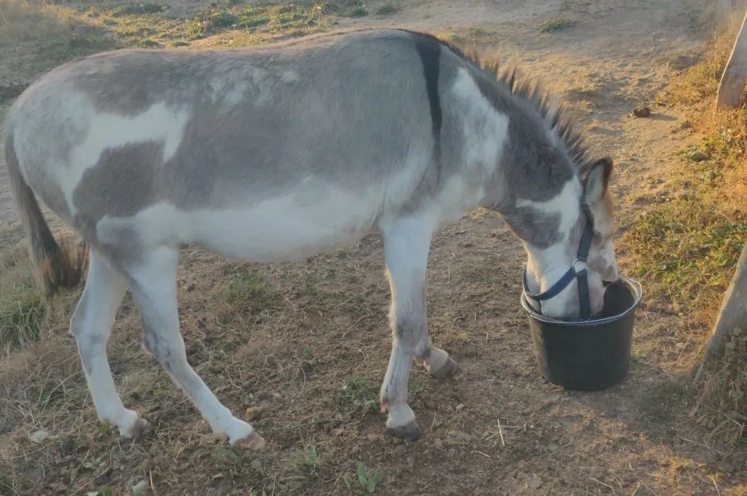 Aide au nourrissage des animaux en extérieur