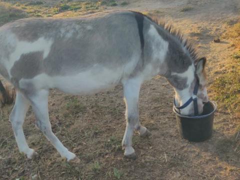 Aide au nourrissage des animaux en extérieur