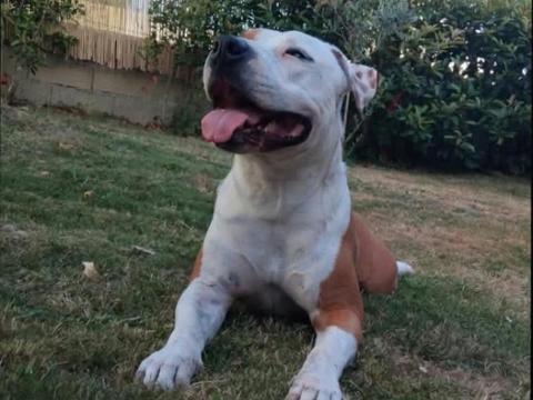 D’une personne pour s’occuper de mon chien pendant le week-end du 30 au 1 novembre