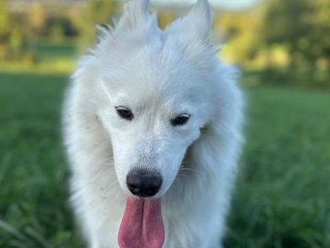 Garde chien Noël
