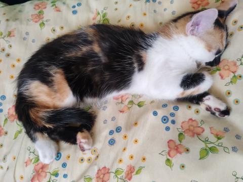 Garde de chat pendant minimum 2 mois