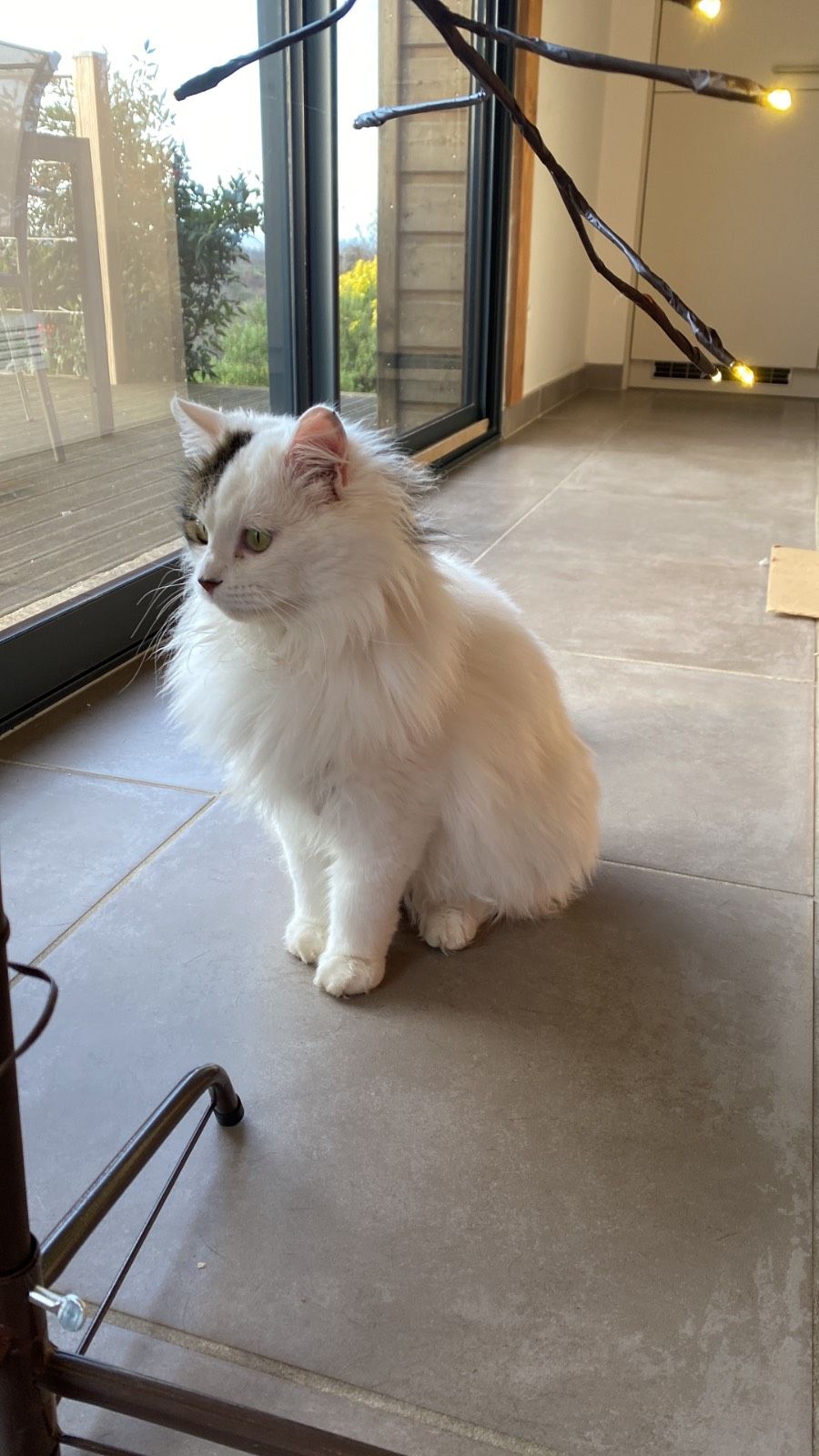 Aslan