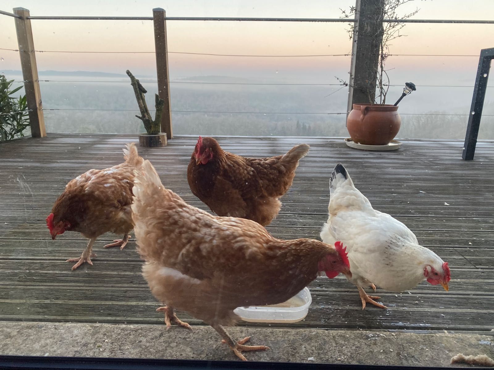 Poule