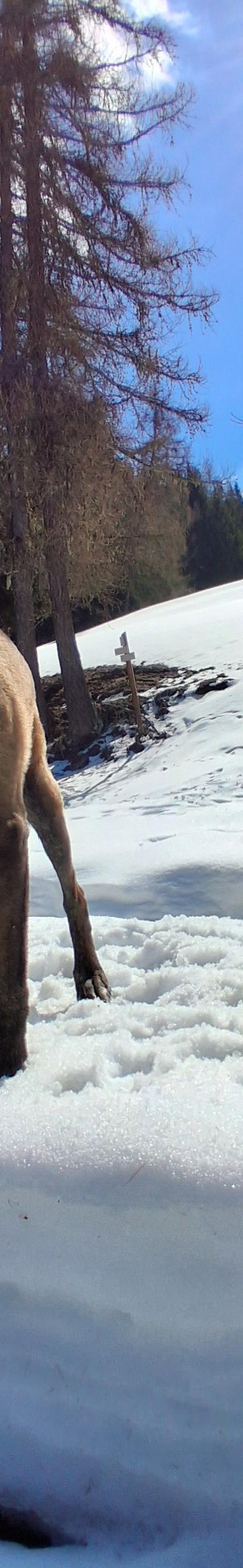 Garde de trois chiens yonne 89 vers joigny