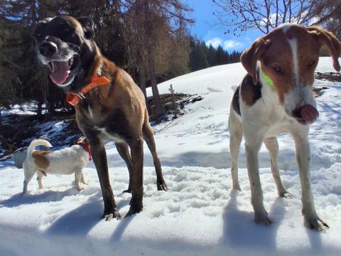 Garde de trois chiens yonne 89 vers joigny