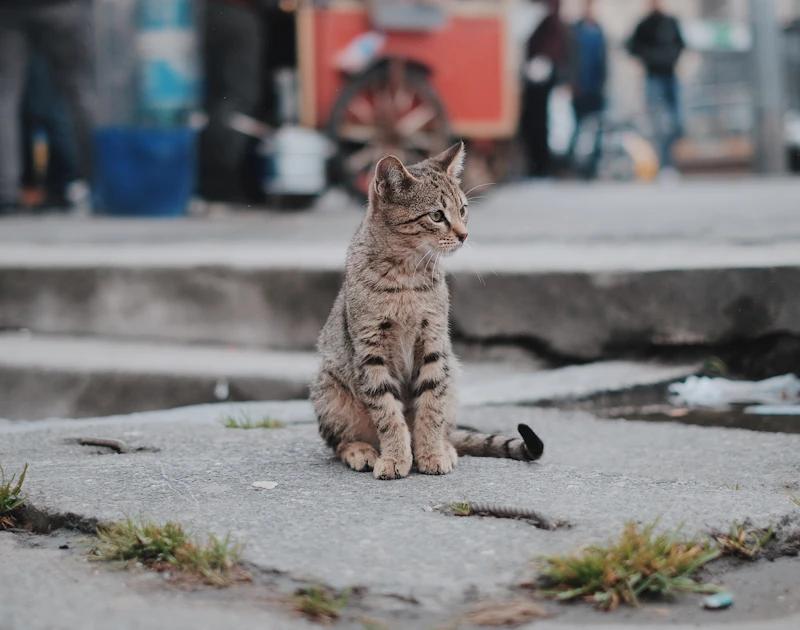 Un chat tigré est assis dans une rue, devant des marches.