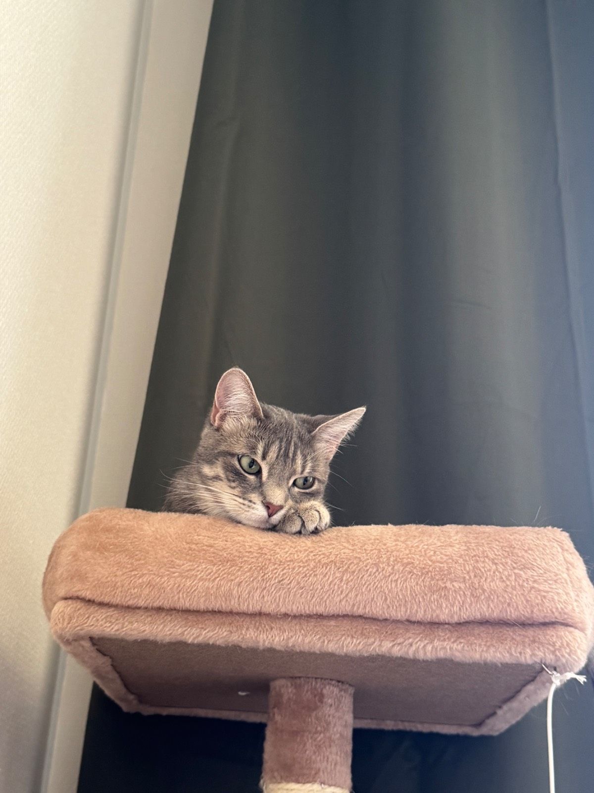 Garde de 2 chats et 1 poisson proche Dijon, 1 semaine en mars 2027