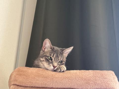 Garde de 2 chats et 1 poisson proche Dijon, 1 semaine en mars 2027