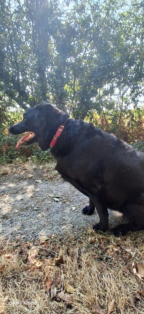 Garde maison avec 1 chienne et 3 chats 