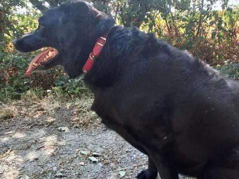 Garde maison avec 1 chienne et 3 chats