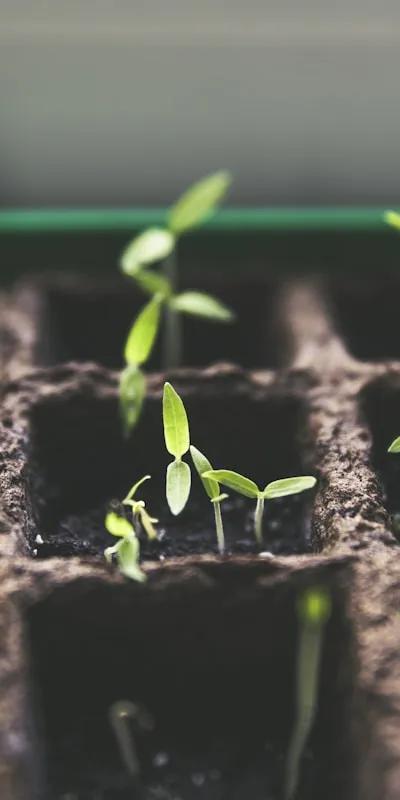 Qui peut arroser mes plantes pendant les vacances à Annecy ?