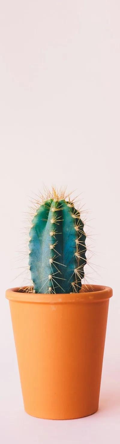 Qui peut arroser mes plantes pendant les vacances à Grenoble ?