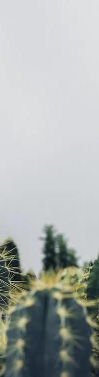 Qui peut arroser mes plantes pendant les vacances à Lyon ?