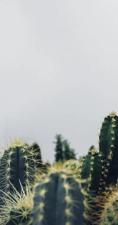 Qui peut arroser mes plantes pendant les vacances à Lyon ?