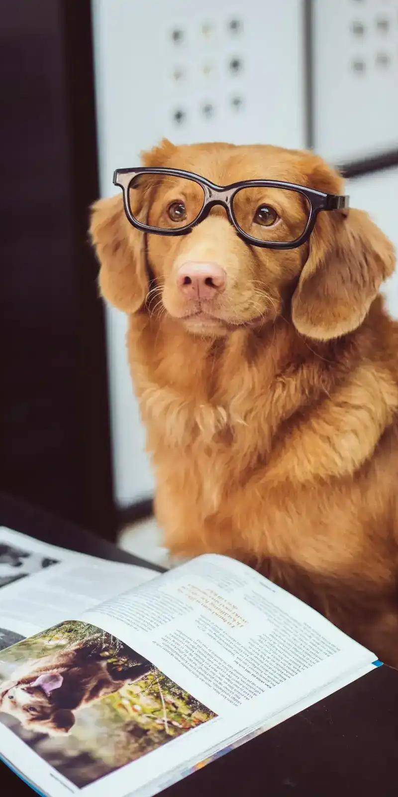 Bien-être animal pendant votre absence : ce qui compte vraiment — Guardiens