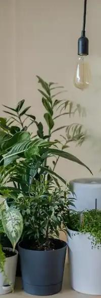 Jardinage et entraide locale à Grenoble : trouver de l'aide sans passer par une agence