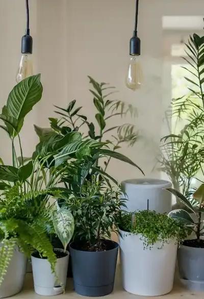 Jardinage et entraide locale à Grenoble : trouver de l'aide sans passer par une agence