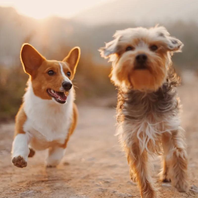 Balades et parcs avec son chien à Annecy : le guide complet à Annecy — Guardiens