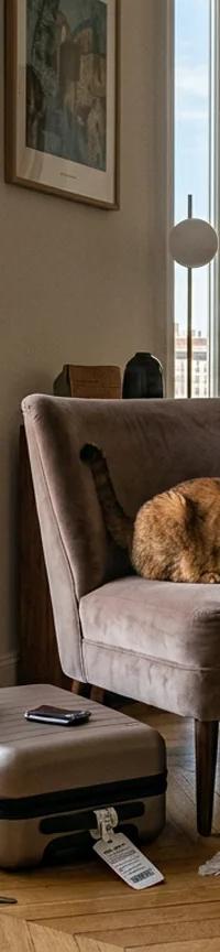 Cat Sitting in Lyon's Presqu'île: In-Home Care While You're Away