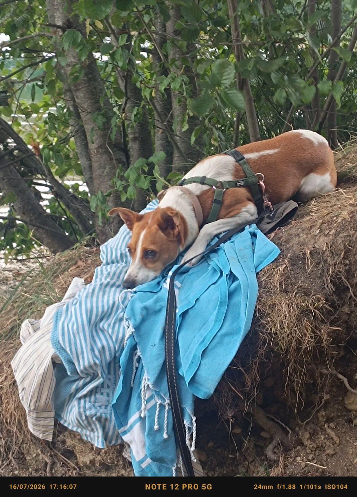 MILO
