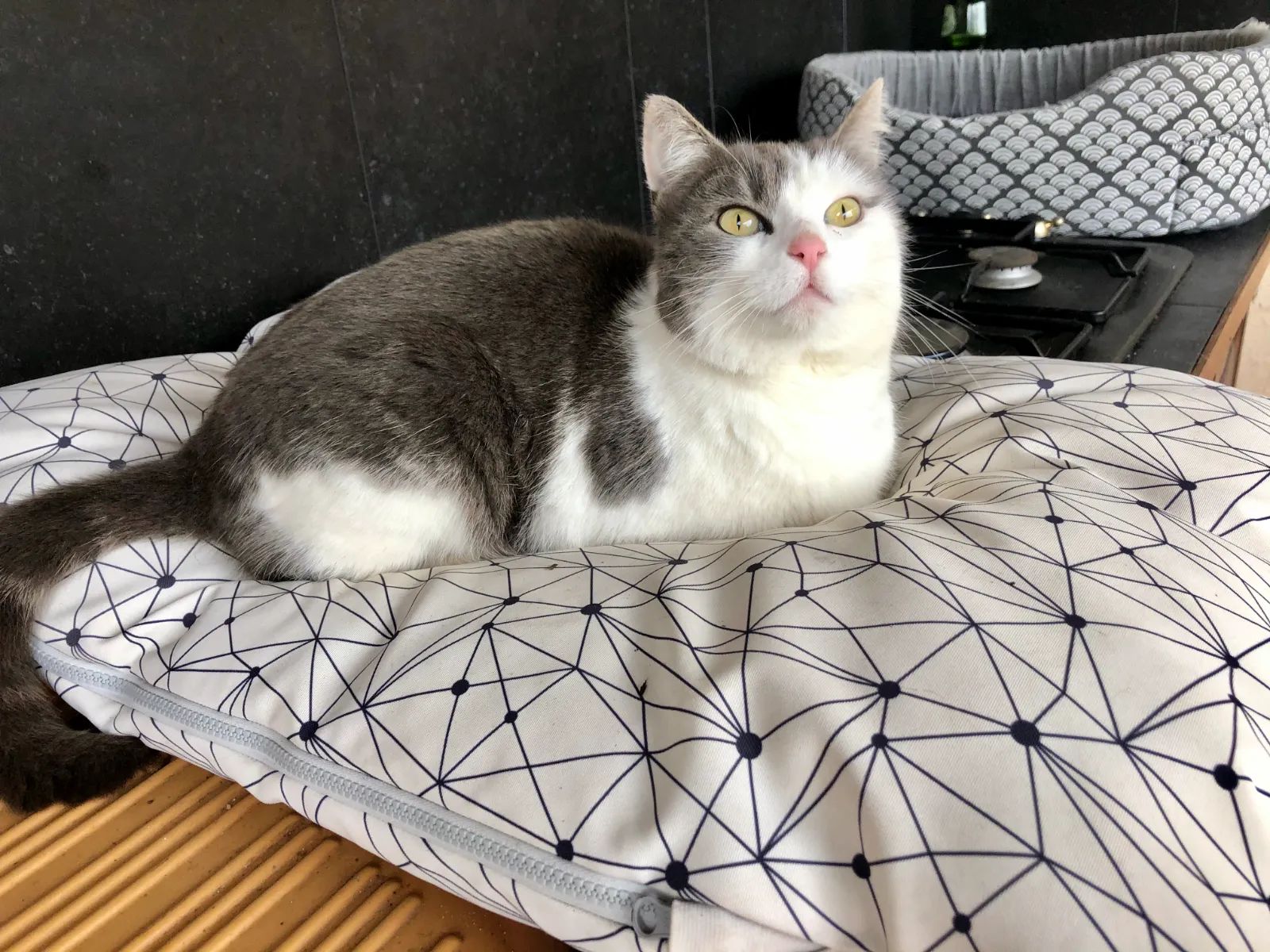 Naya