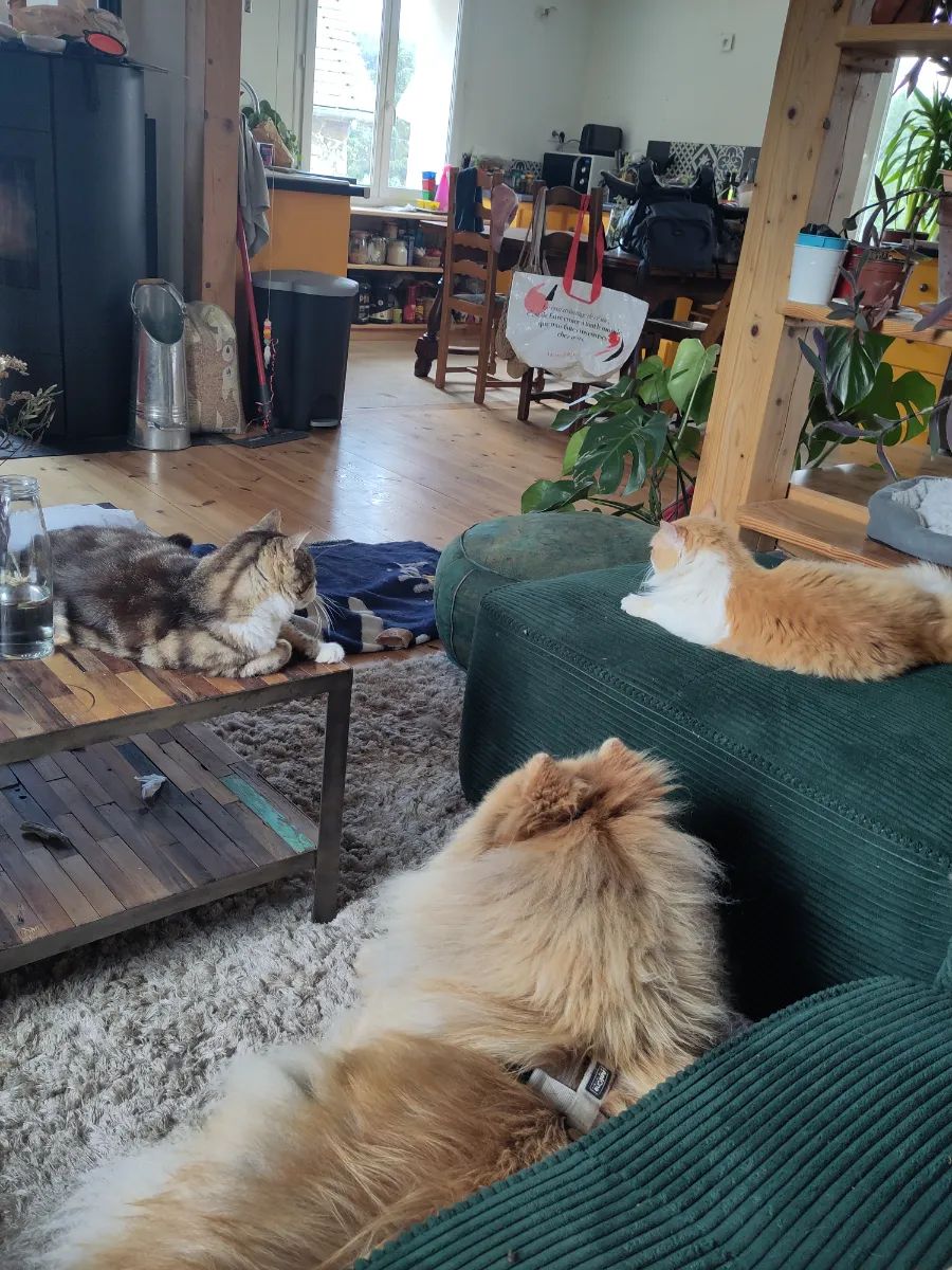 Photo du logement