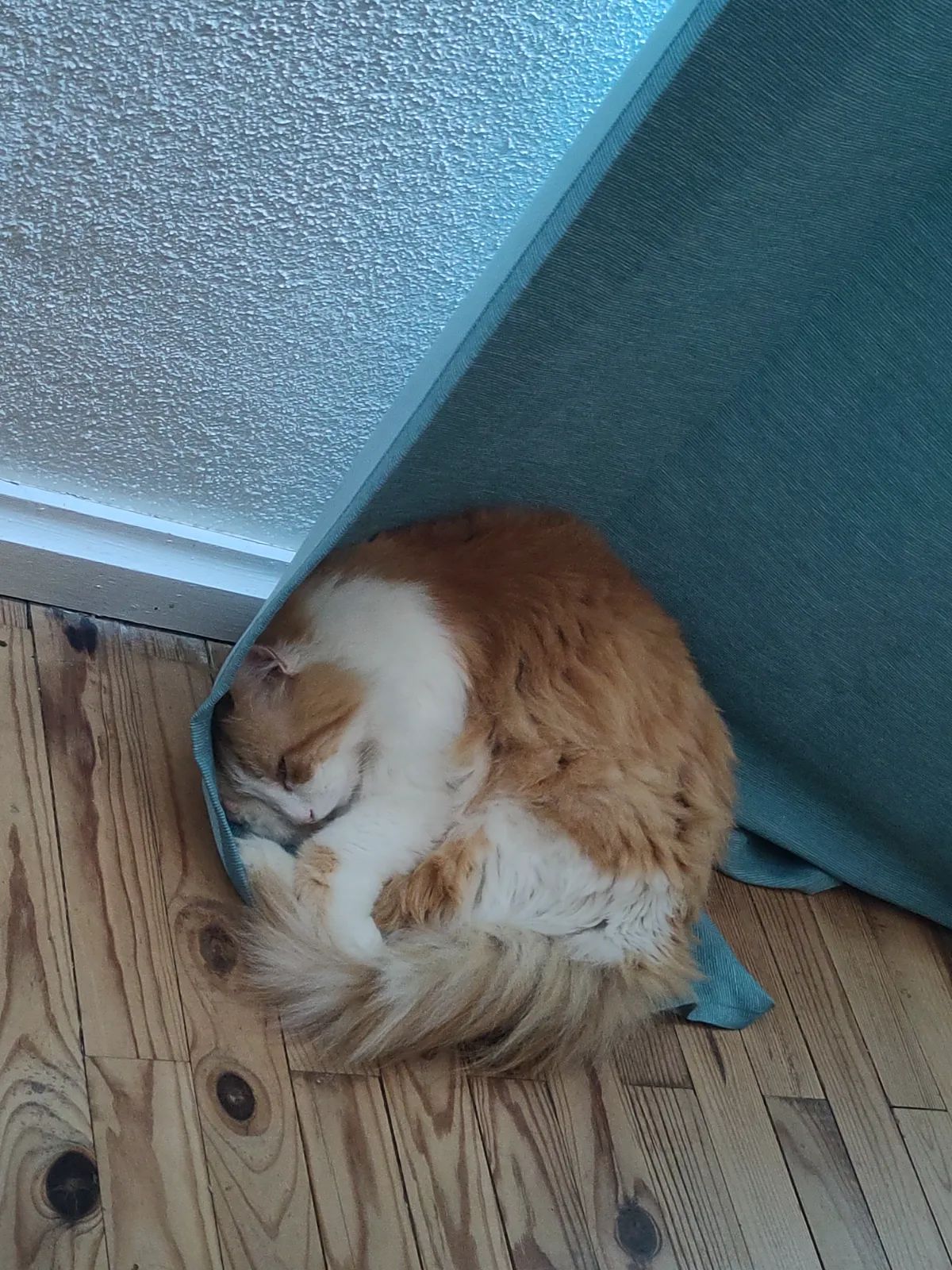 Aldo