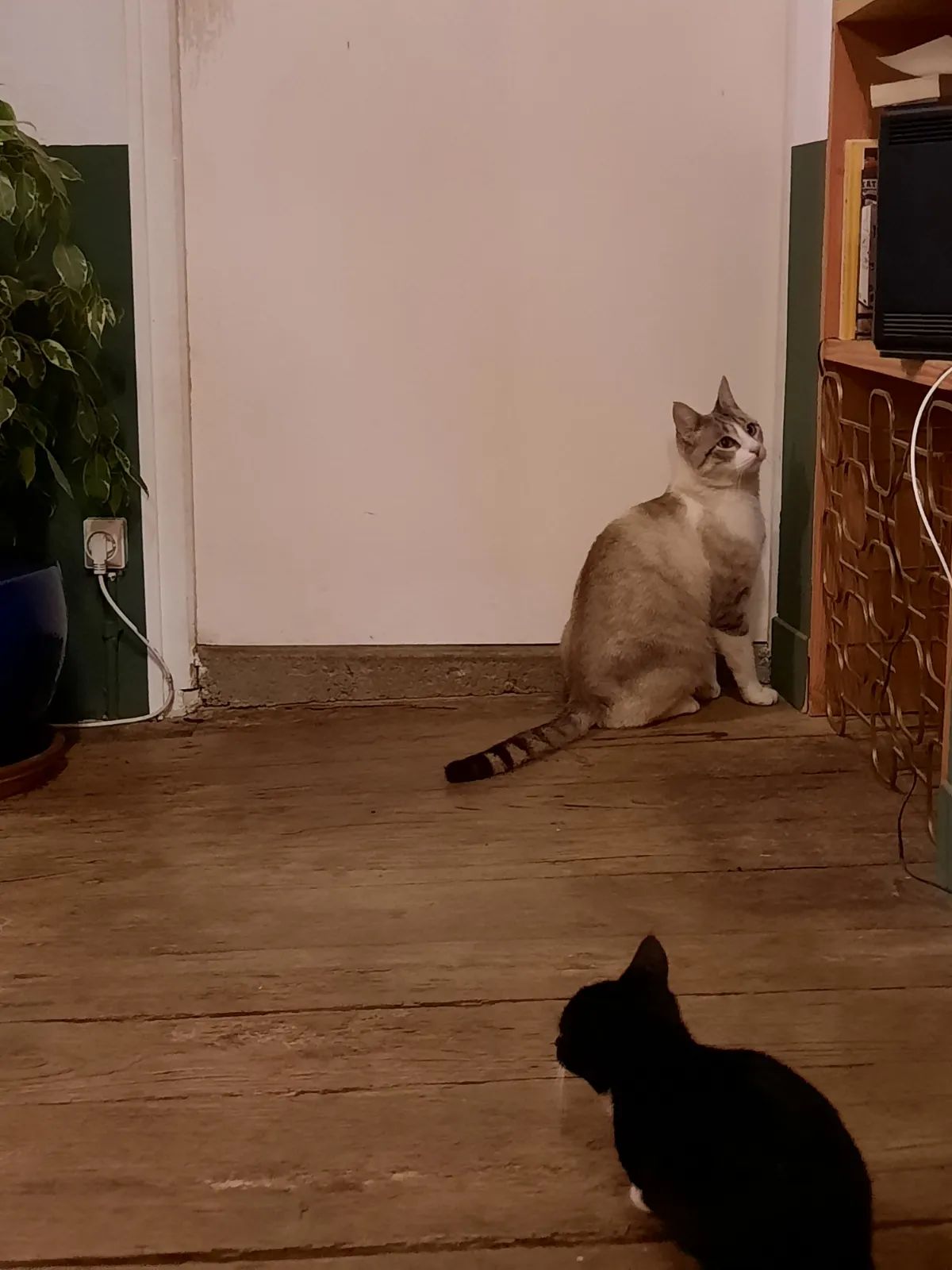 Paco